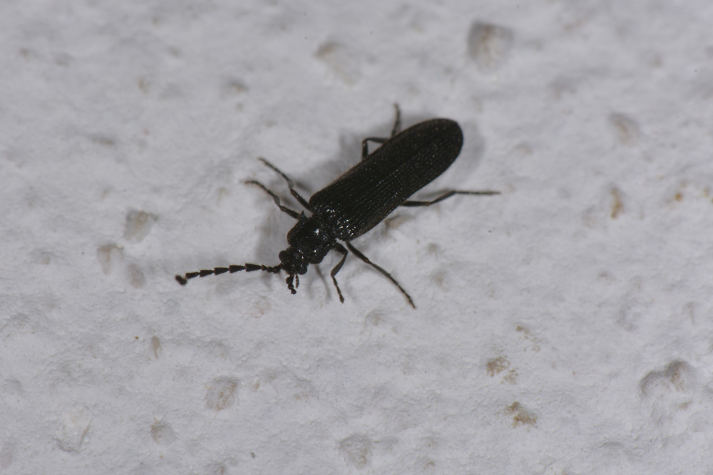 Omalisidae:  Phaeopterus unicolor